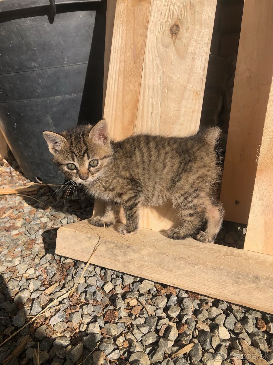 🐱 DARUJEM MAČIATKA 🐱 - 7