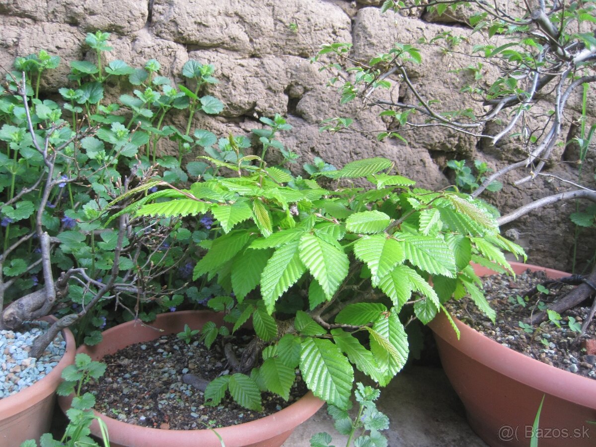 bonsai,bonsaj-hrab 8 - 7