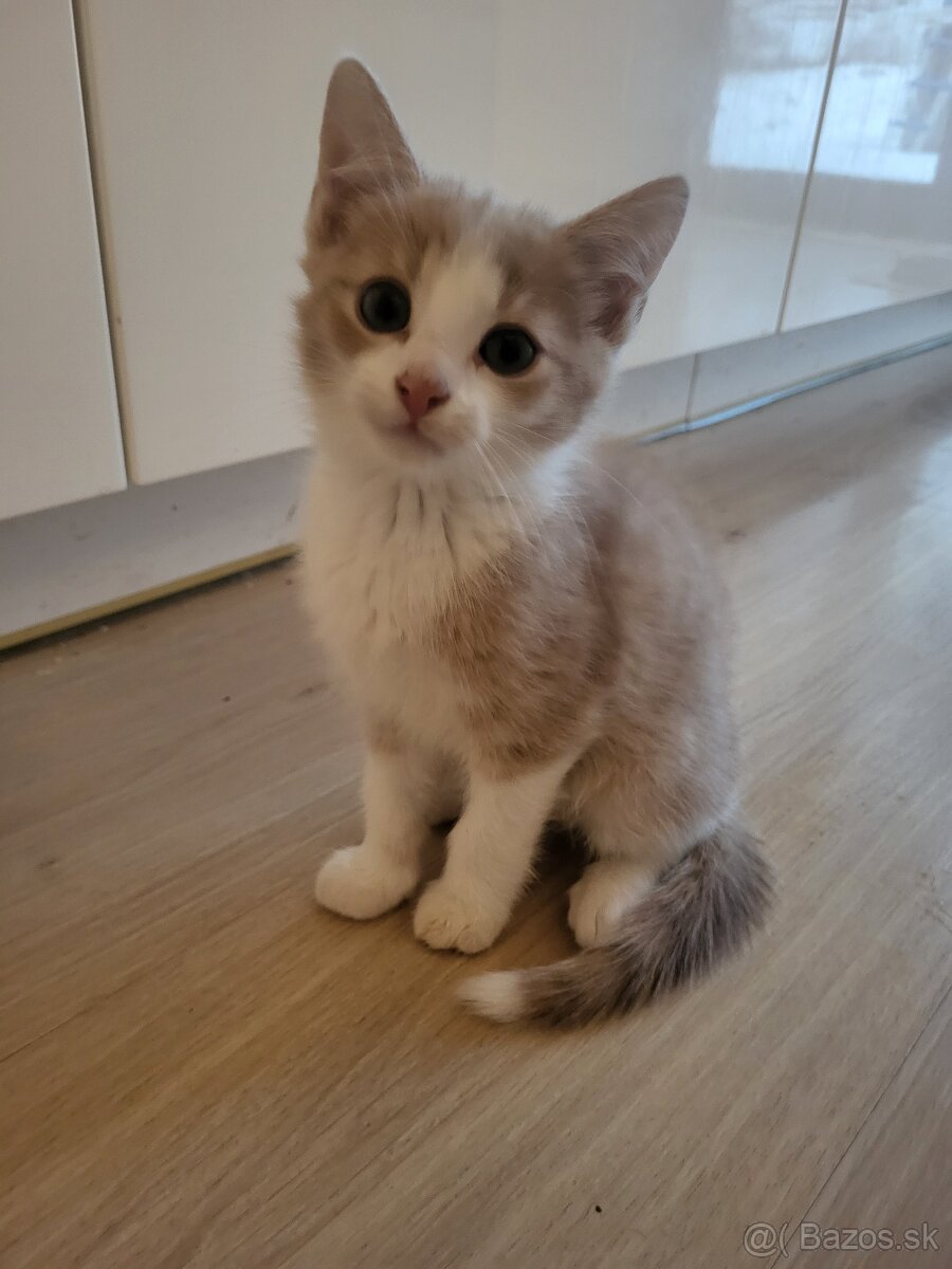 Darujem maciatko - 7