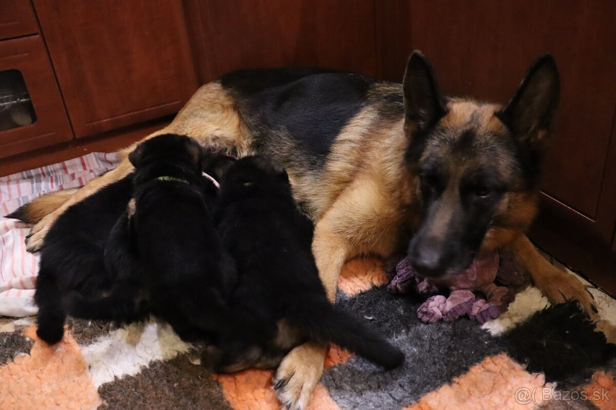 NĚMECKÝ OVČÁK S PP - 7