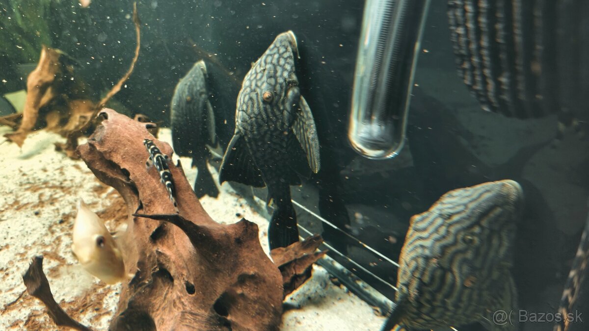 Panaque SP Spotted L330 - 7