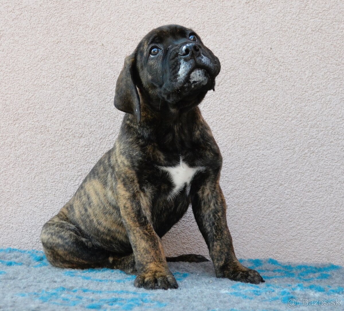 Boerboel štěňata FCI PP - 7