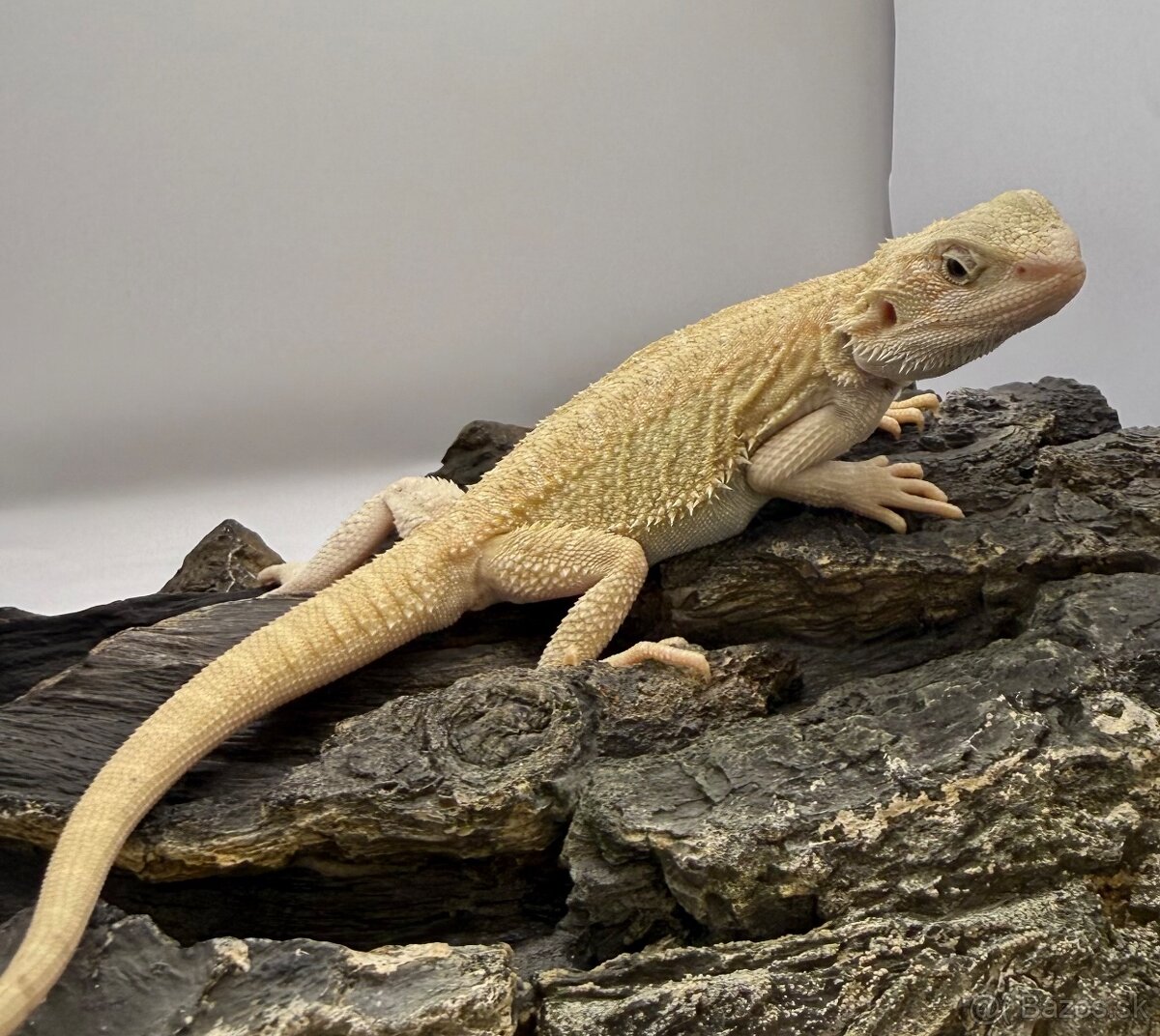 Agama bradata - Zero , het Zero 🦎 - 7