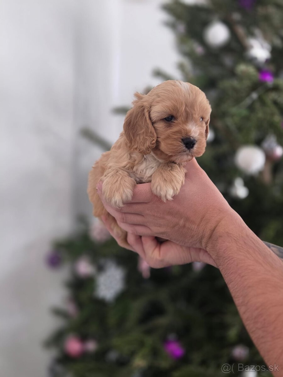 Cavapoo - 7