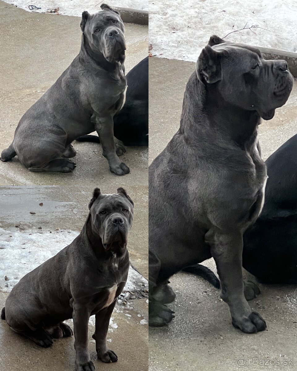 Cane Corso šteniatka s PP / predbežná rezervácia - 7