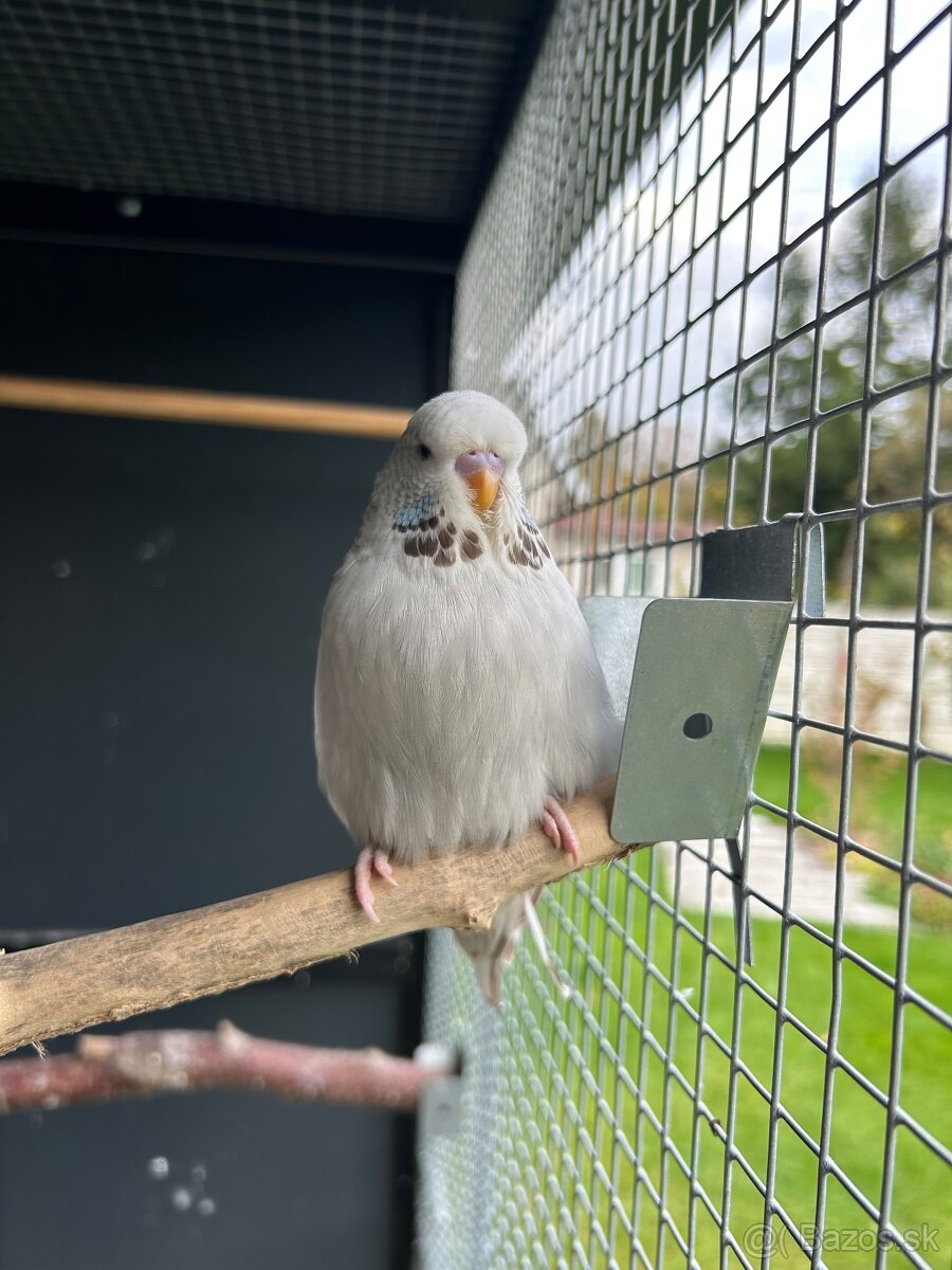 Vystavné andulky - 7