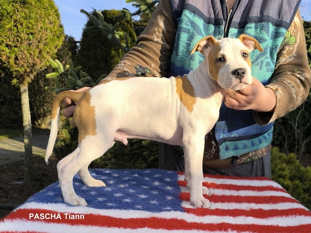 AMERICKÝ STAFORDŠÍRSKY TERIÉR s PP - 7