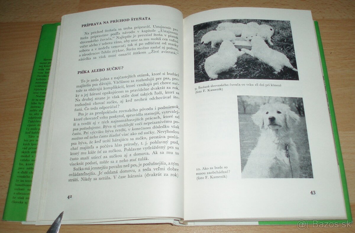 Slovenský čuvač - 7