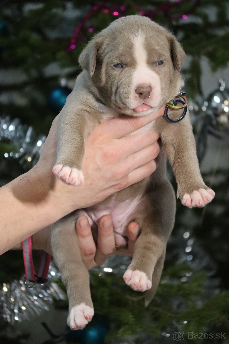 American bully xl / xxl - 7