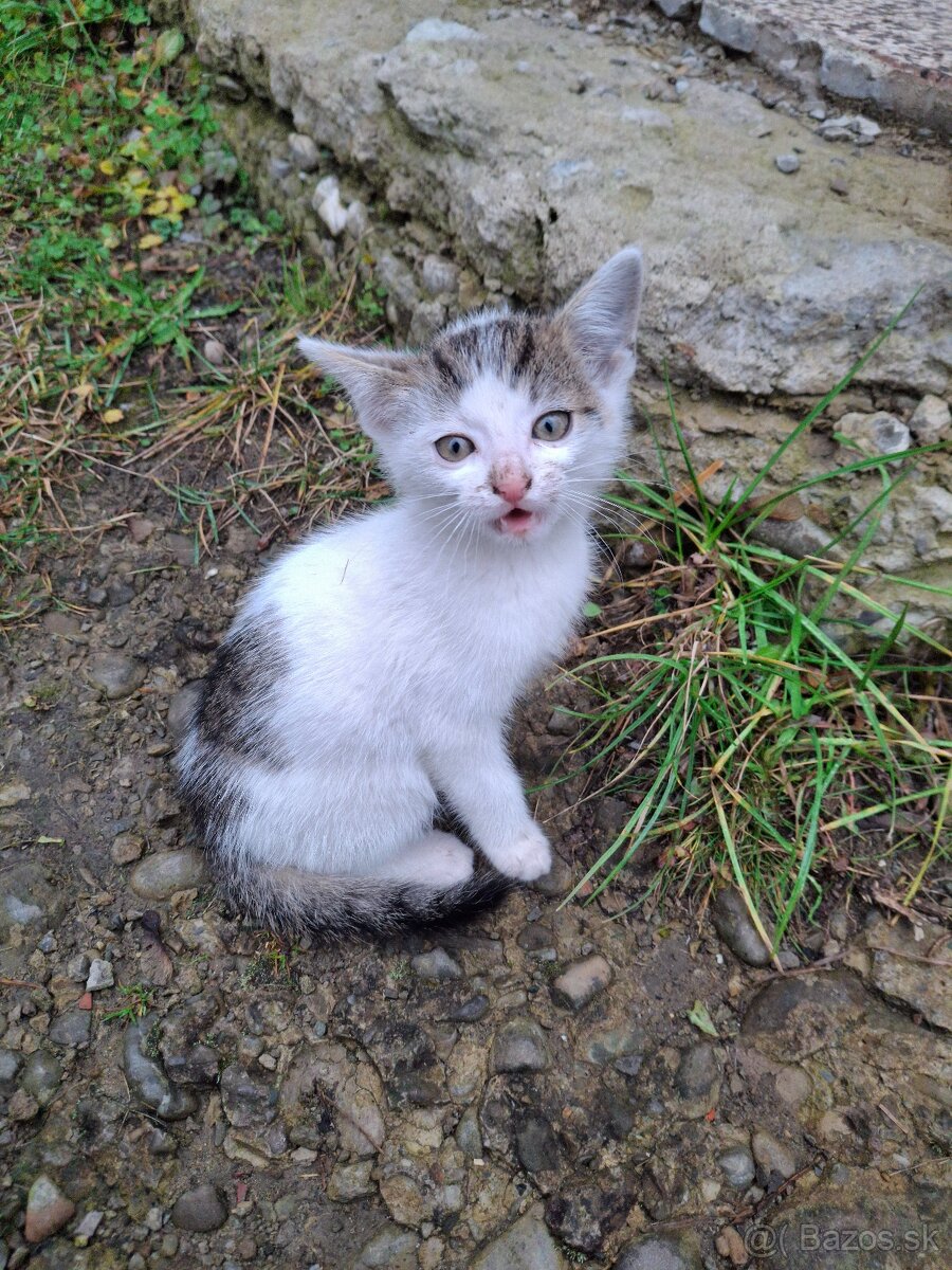 Darujem mačiatka - 7