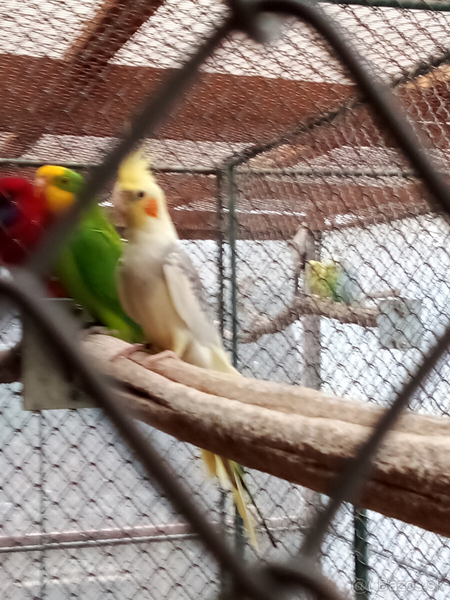 Korely -krúžkované - 7