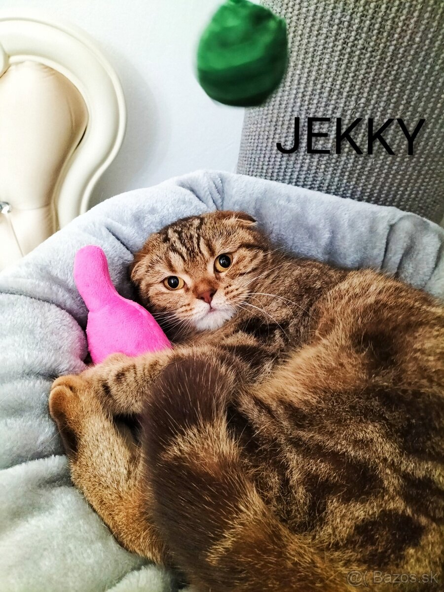 ŠKÓTSKE MAČKY s PP/ TICA 151 - 7