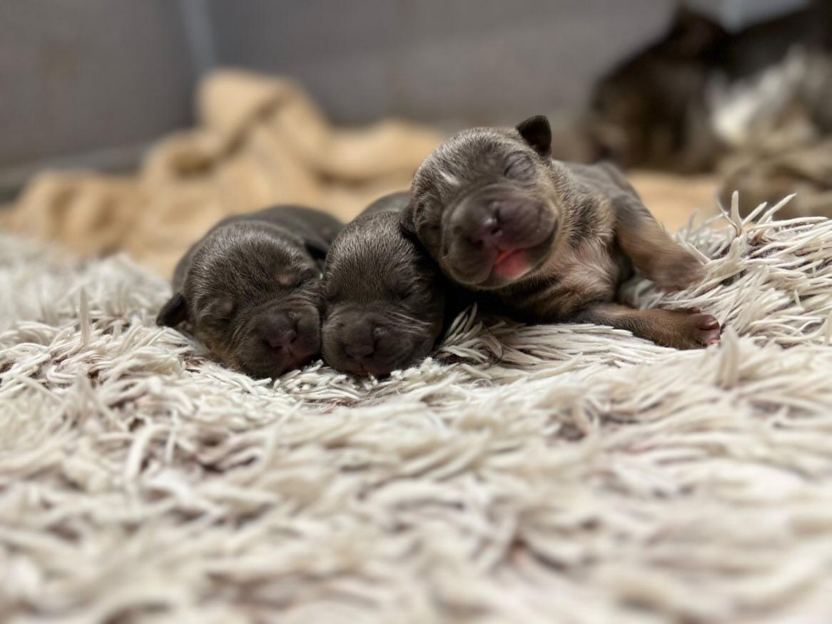 American bully XL s PP - 7