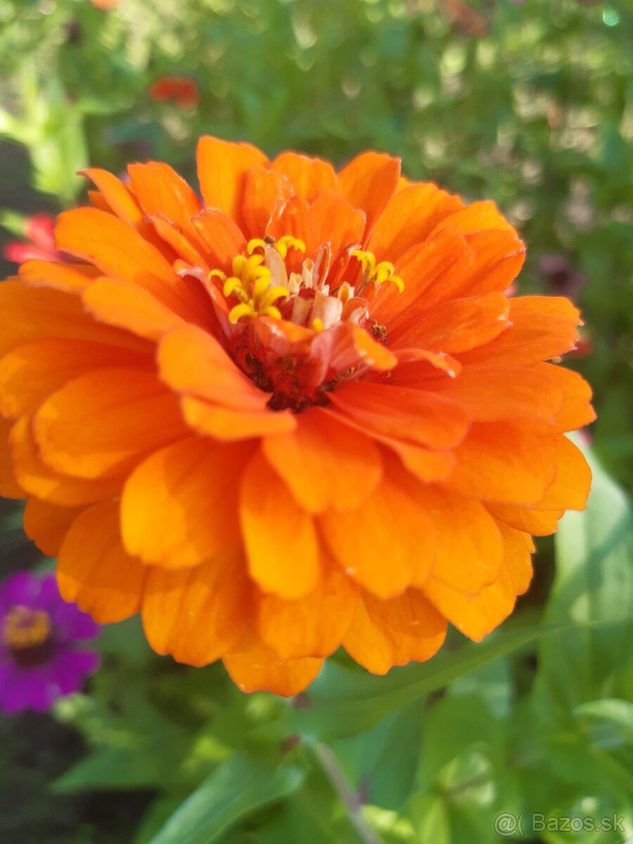 Cínia pôvabná - 7