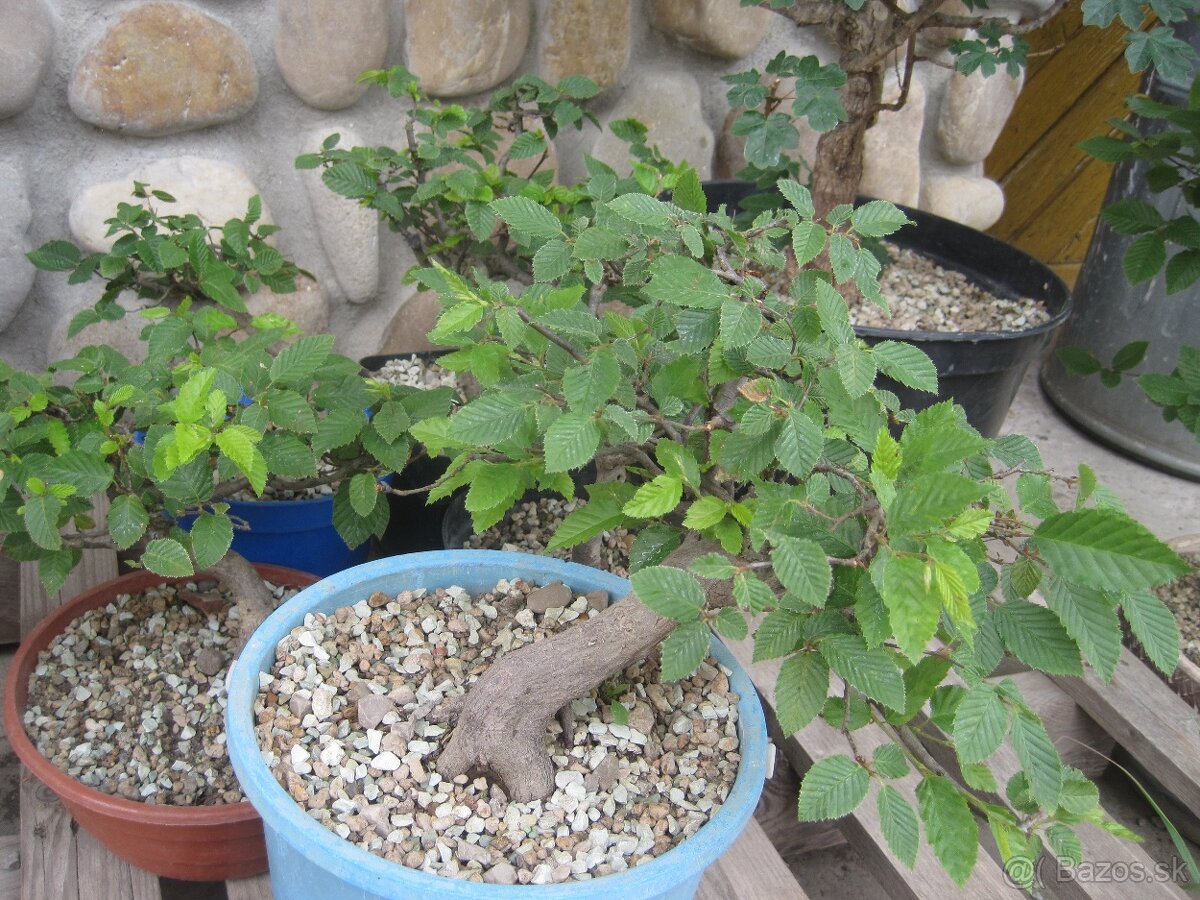 bonsai,bonsaj-hrab 3 shohin - 7