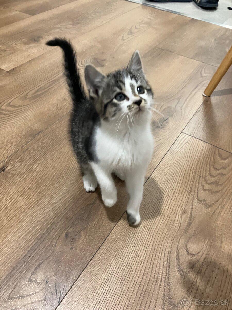 Mačiatka - 7