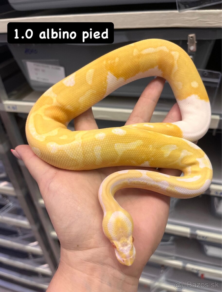 Python regius - 7