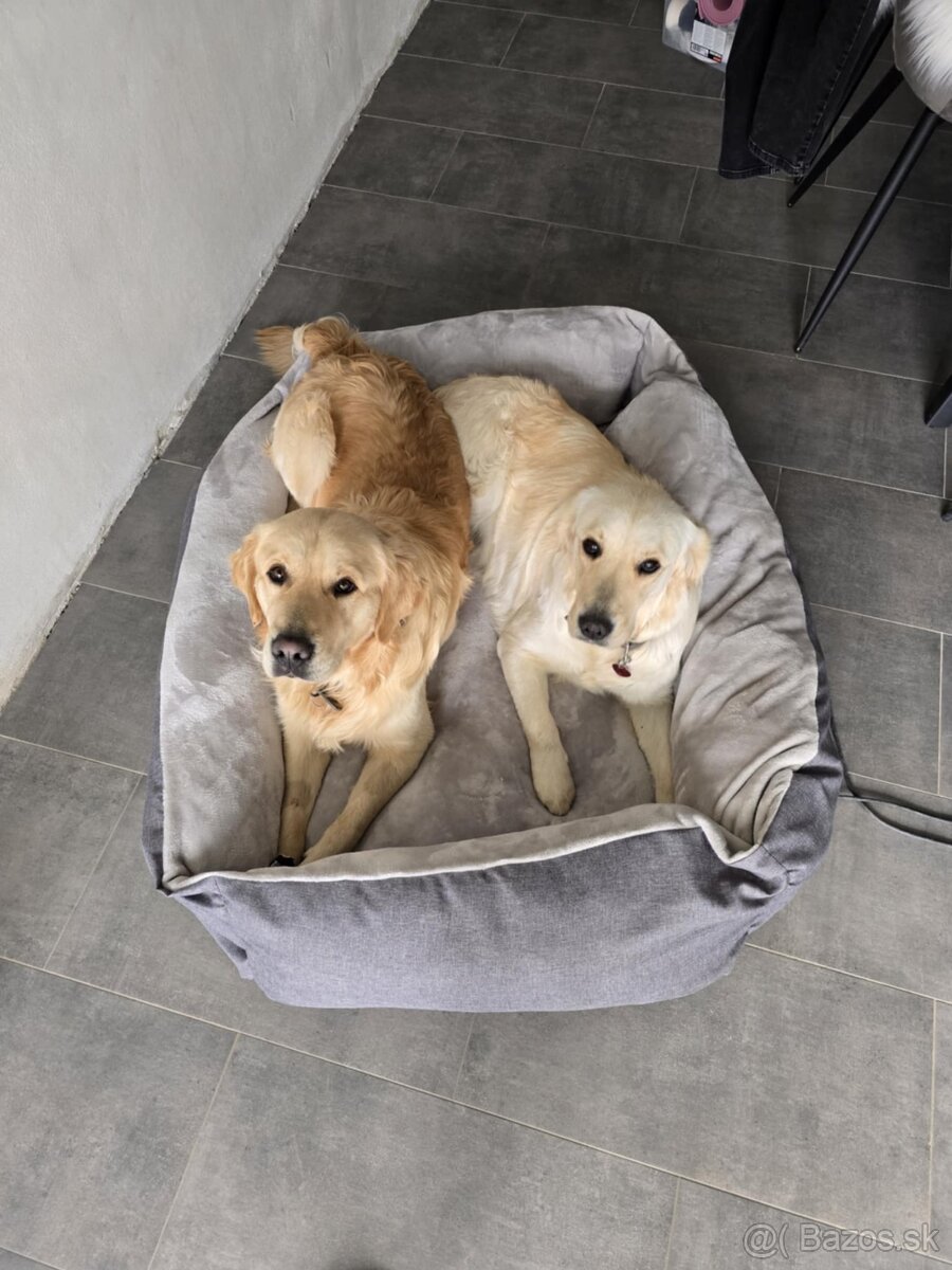 Predaj / Rezervácia šteniatok Zlatého retrievera - 7