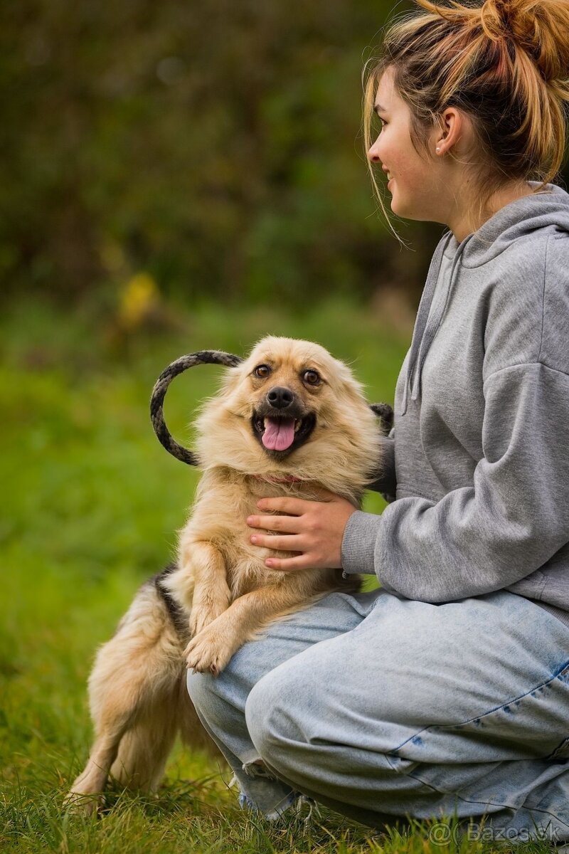 Darujem malú jemnú chlpatú sučku - mix špic Čita - 7