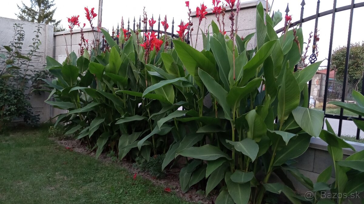 Kana/Cana indická - 7