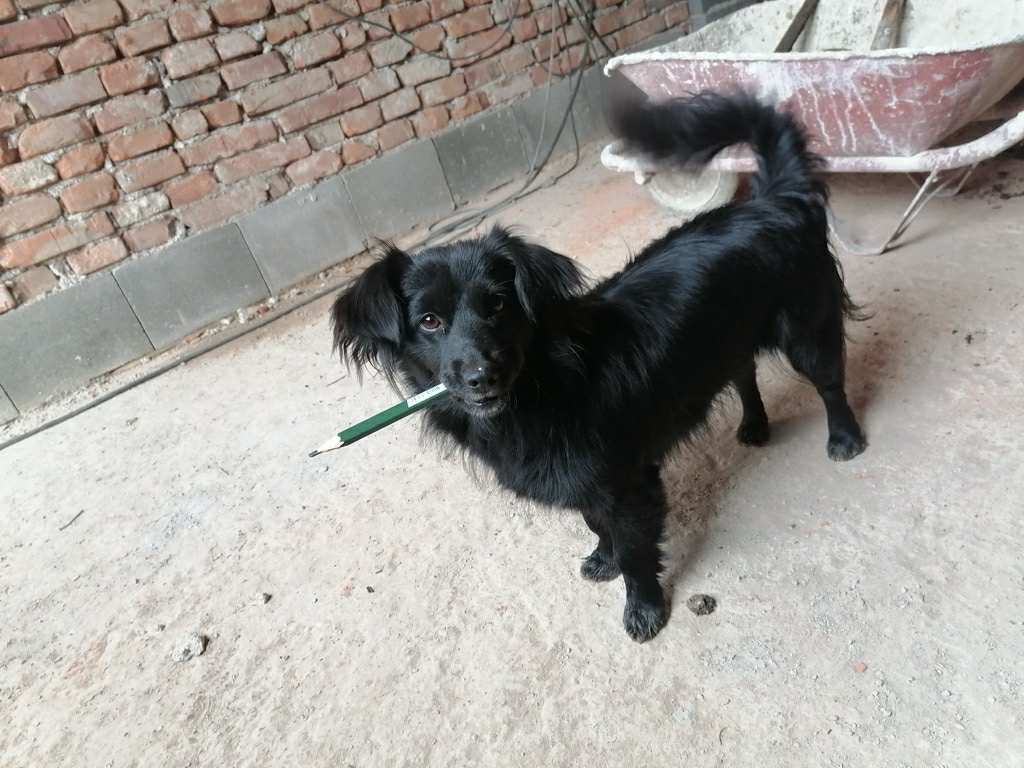 Darujem 2 šteňatá - 7