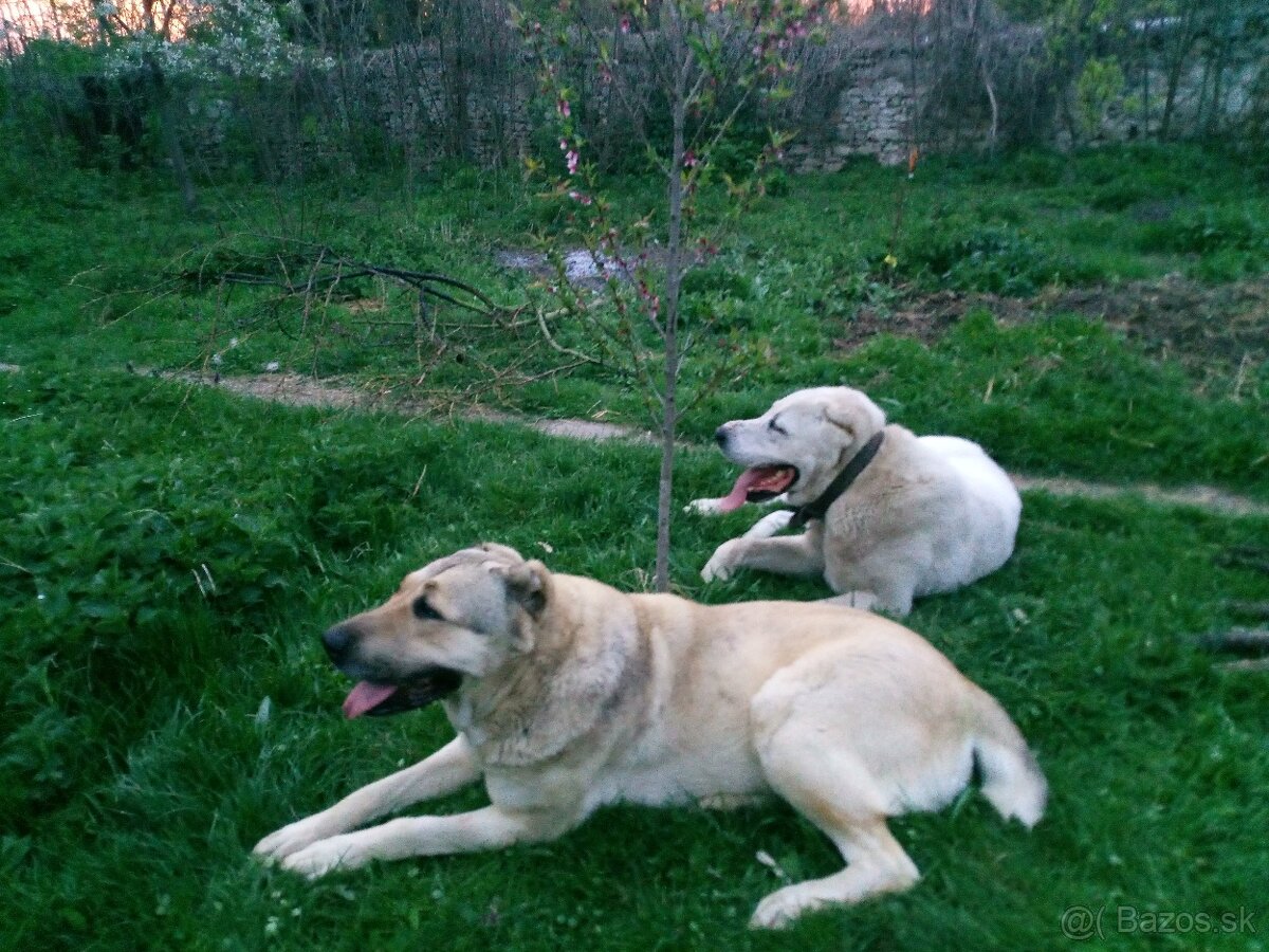 Prodám štěňata stredoázijských ovčáku - 7