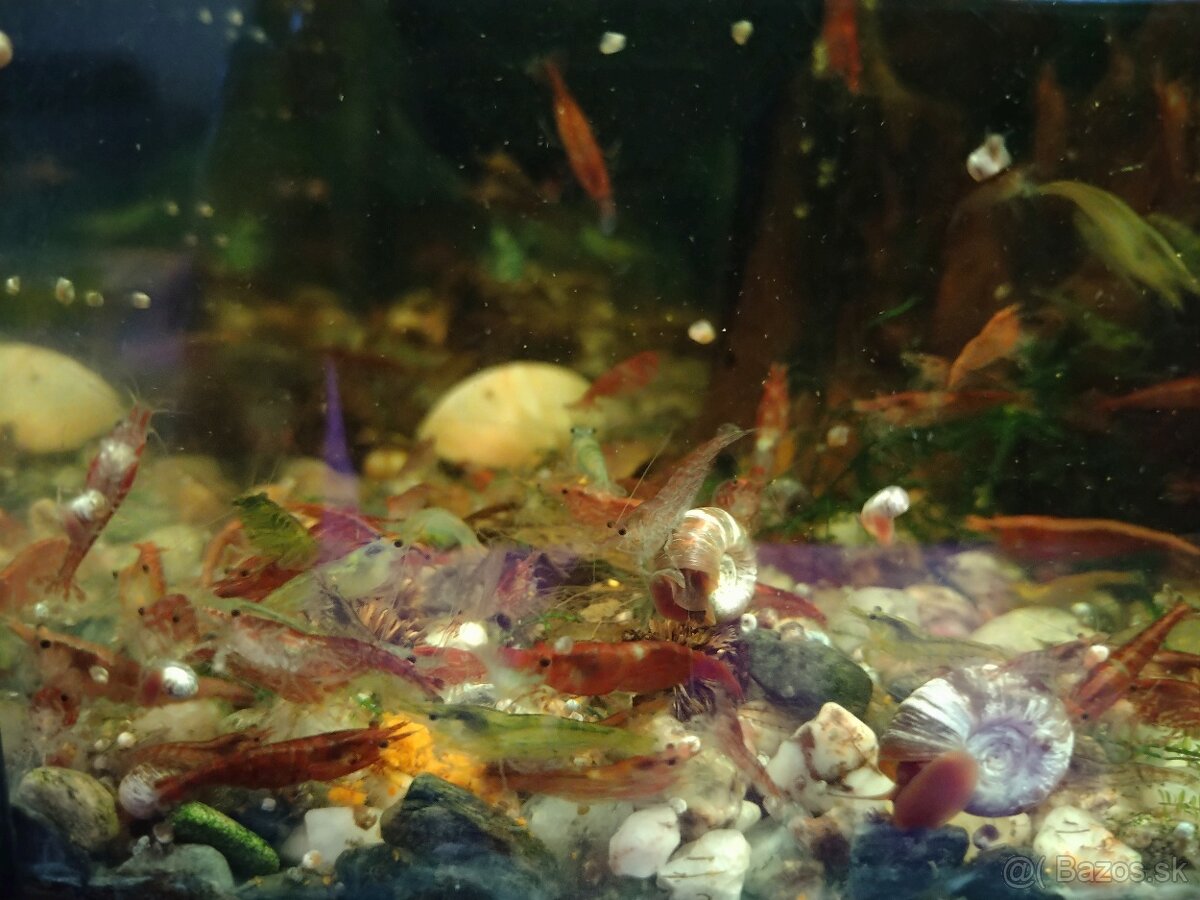 Krevety Caridina Crystal Red +Neocaridina Red rili - 7