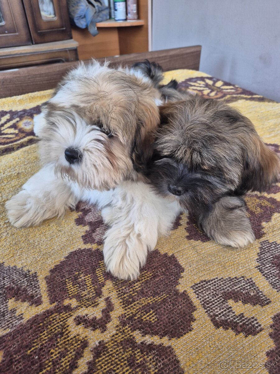 Šteniatka Lhasa Apso bez PP - 7