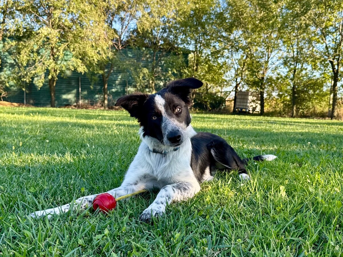 Border collie psik - 7