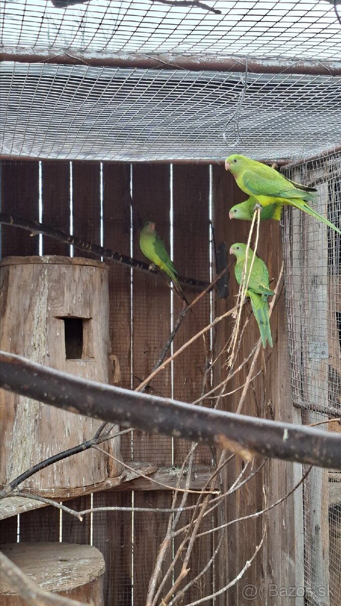 Papagaje rozely - 7