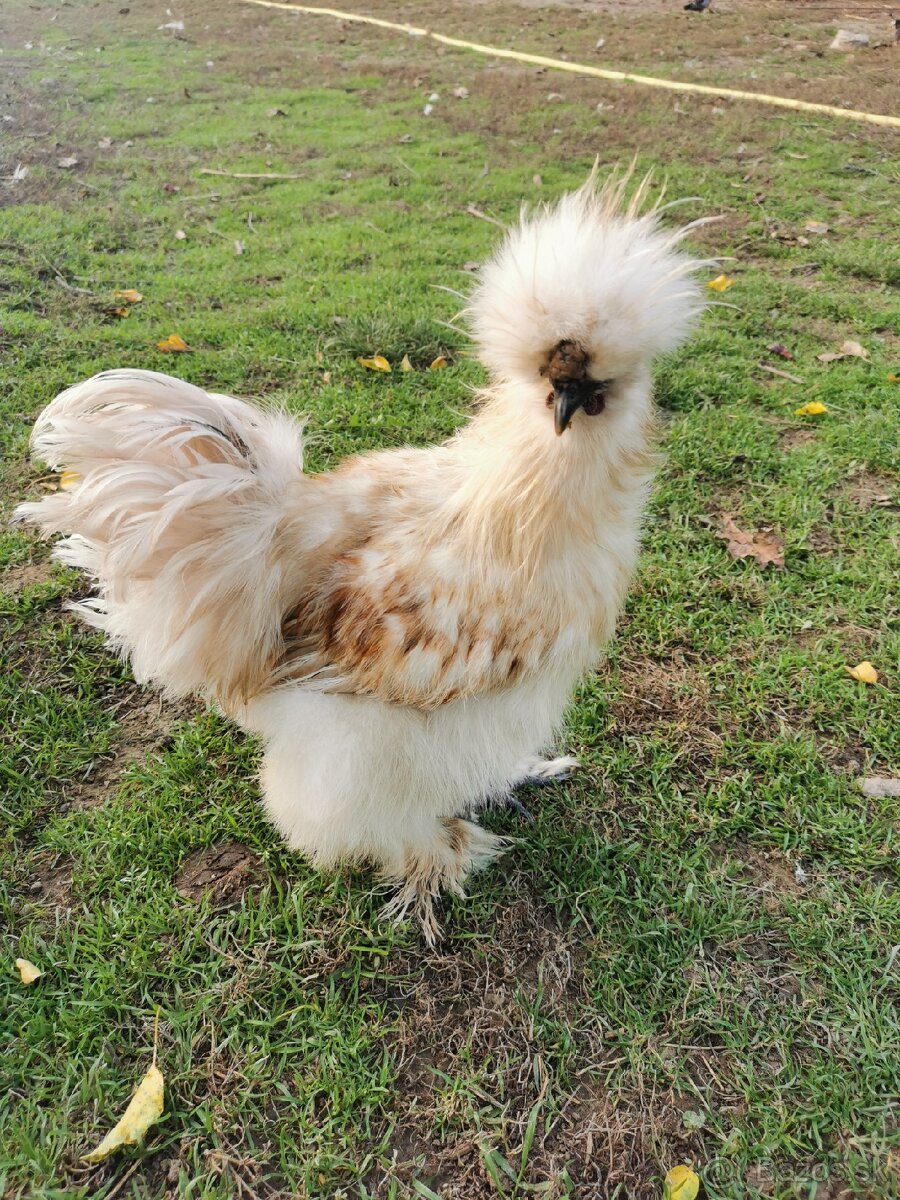 Nasadové vajíčka hodvábnicka - 7