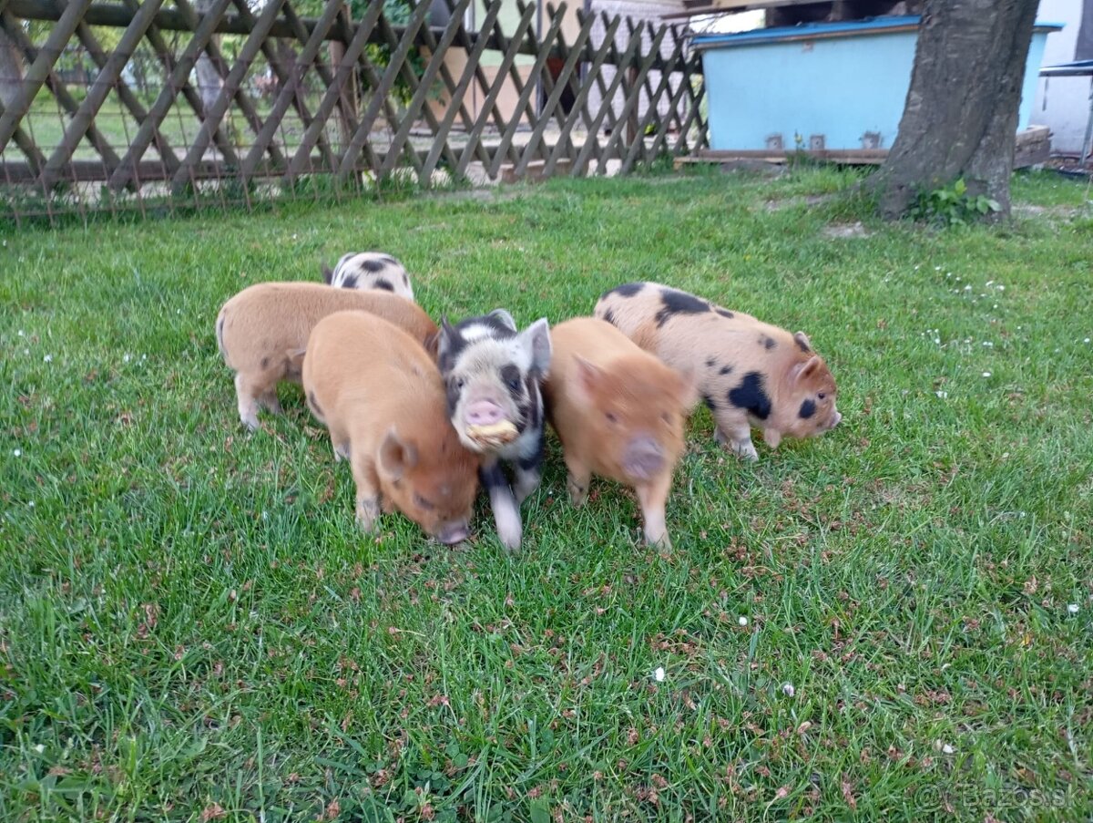 Kune Kune - selátka - 7