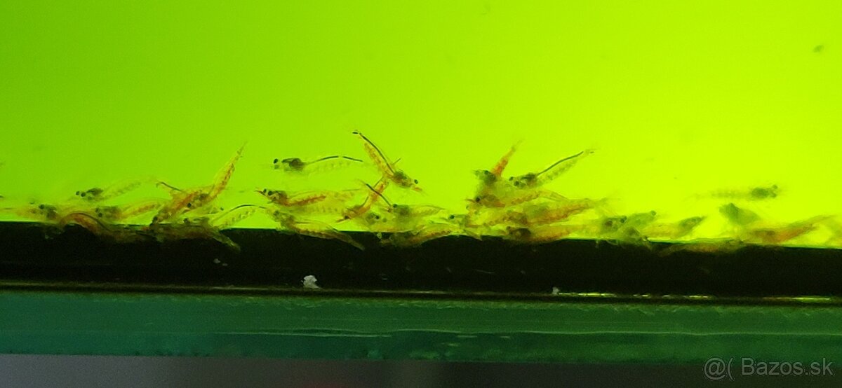 Krevetky Caridina Multidentata (Amano, Japonica) - 7