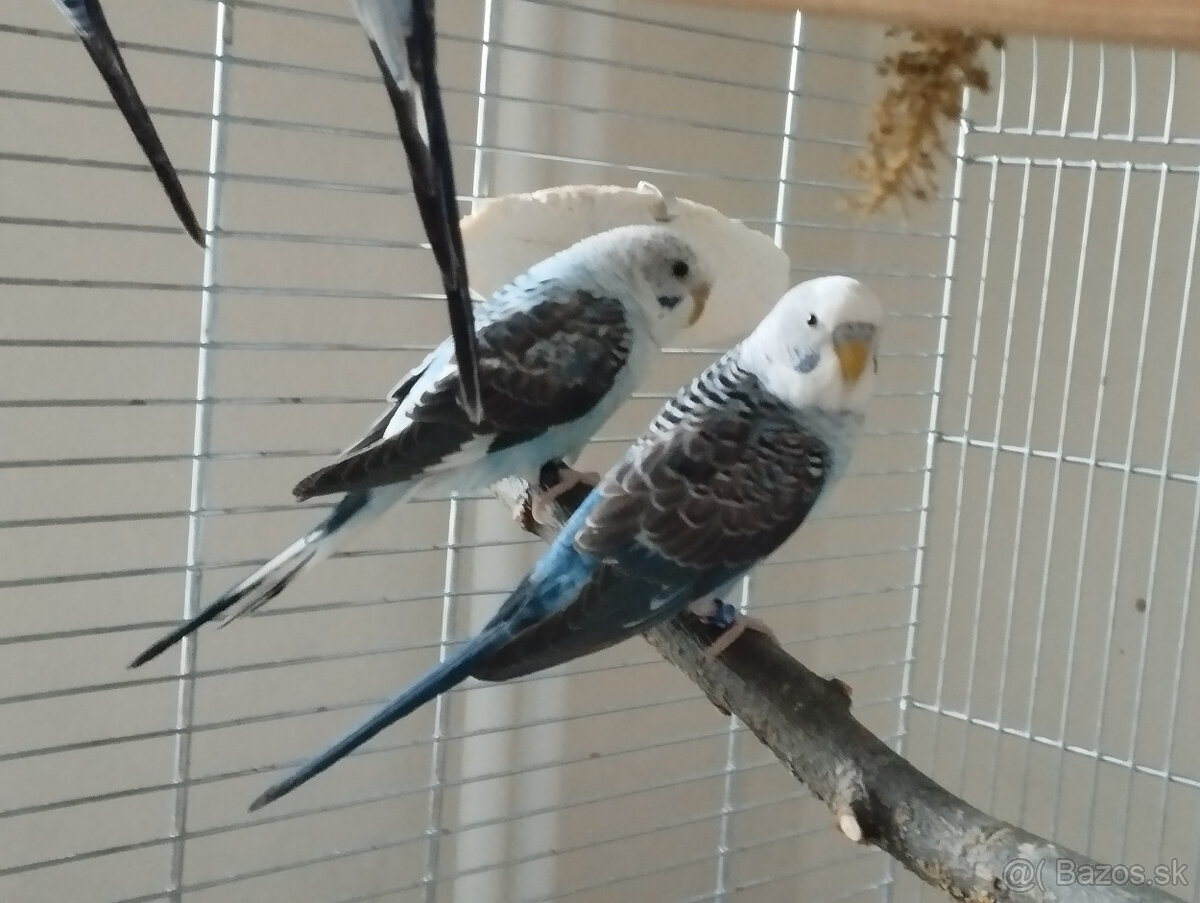 predám andulky čiernokrídle - 7