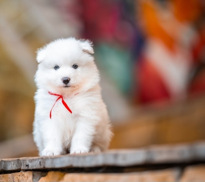 Samojed - 7