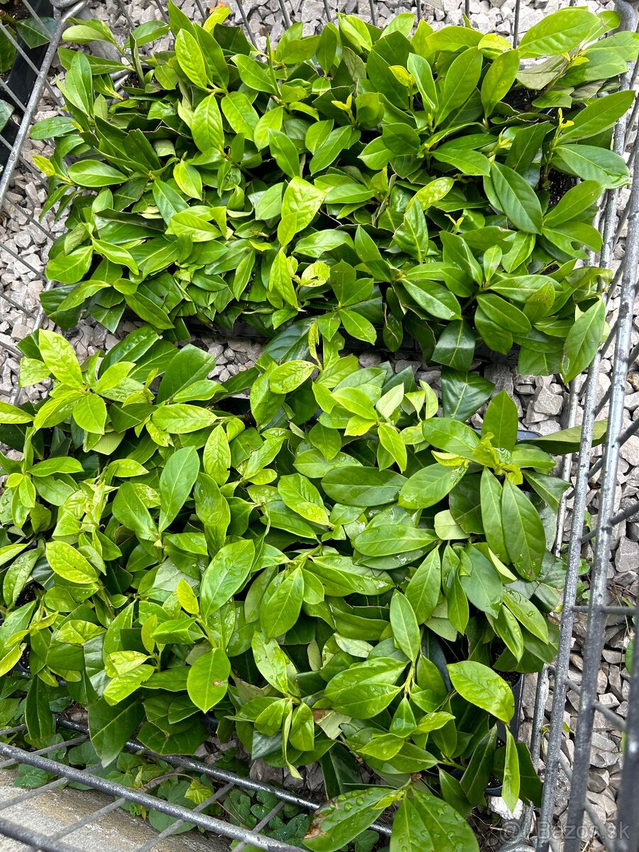 Vavrinovec lekarsky novita živy plot - 7