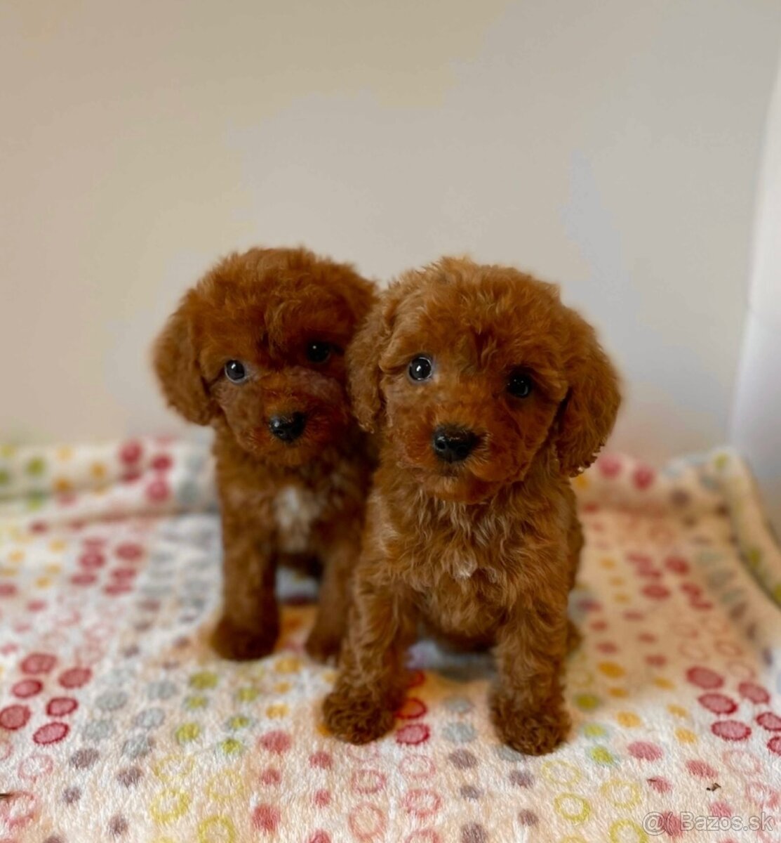 Dark Red Poodle girls pudel pudlik pudl - 7