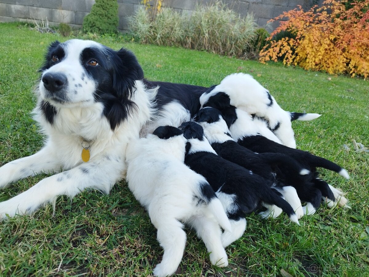 Šteniatka border kólia - 7