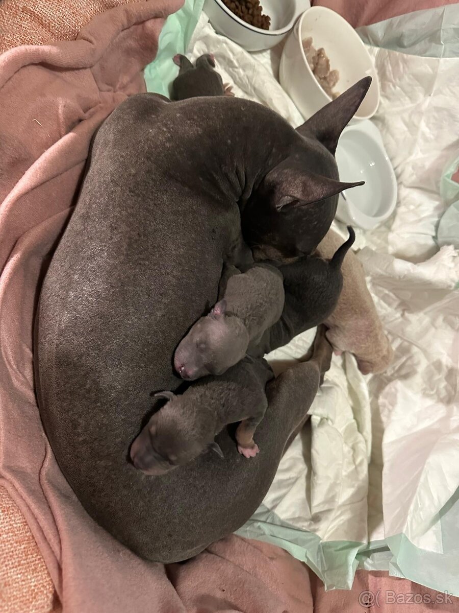 Americký bezsrstý teriér - štěně (pejsek) - 7