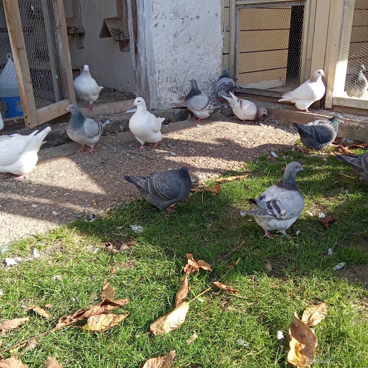 Predam holuby texan - 7