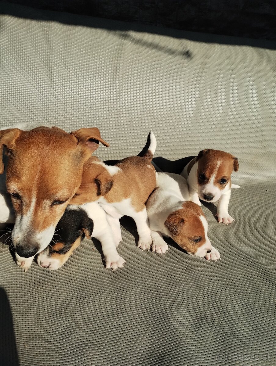 Jack russel terier - 7