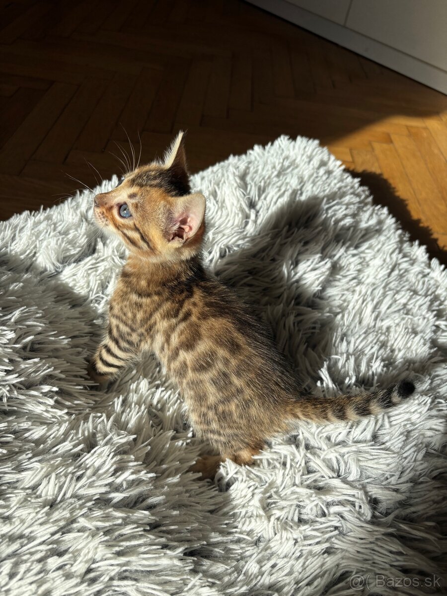 Bengálske mačiatka - 7
