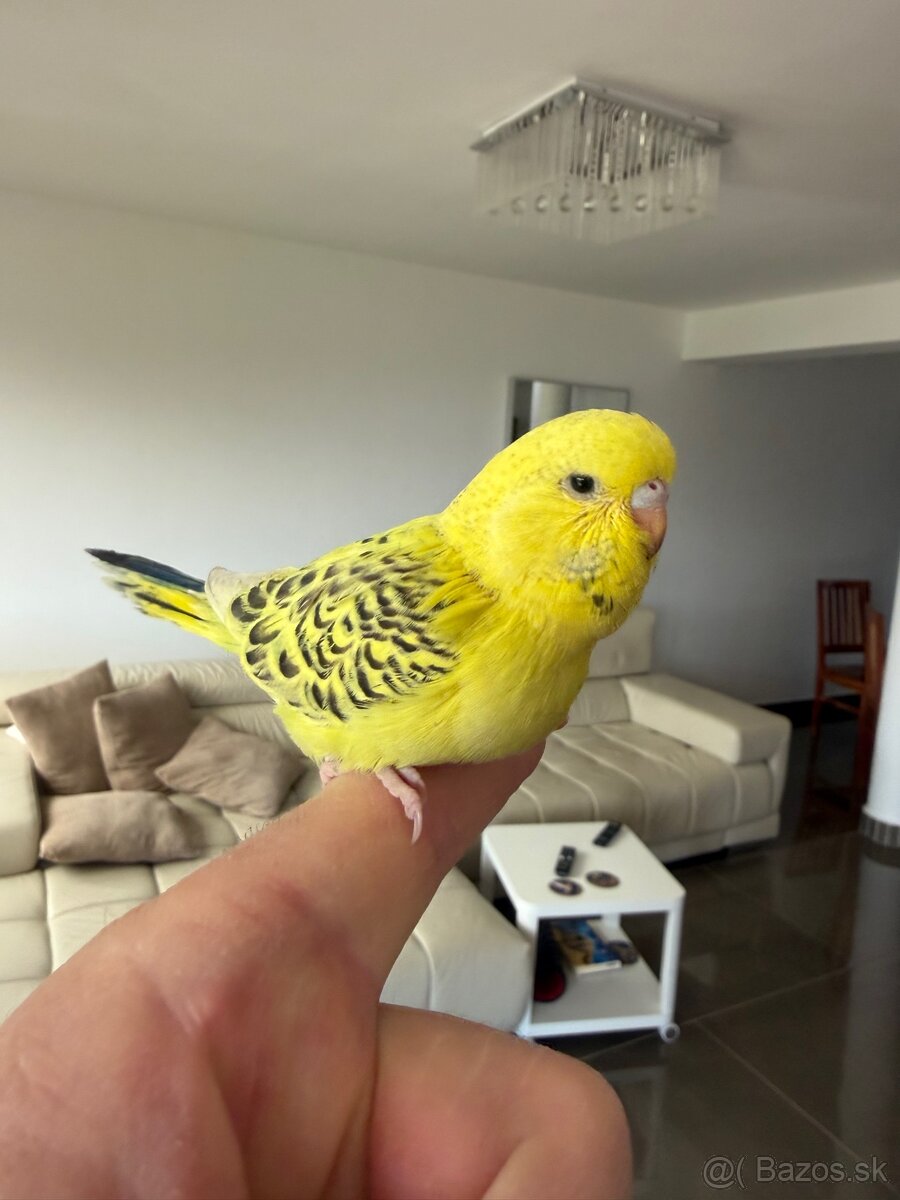 Andulka TCB Maznačik - 7