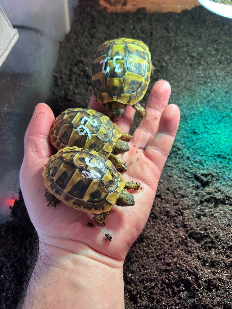 Suchozemska korytnacka - 7