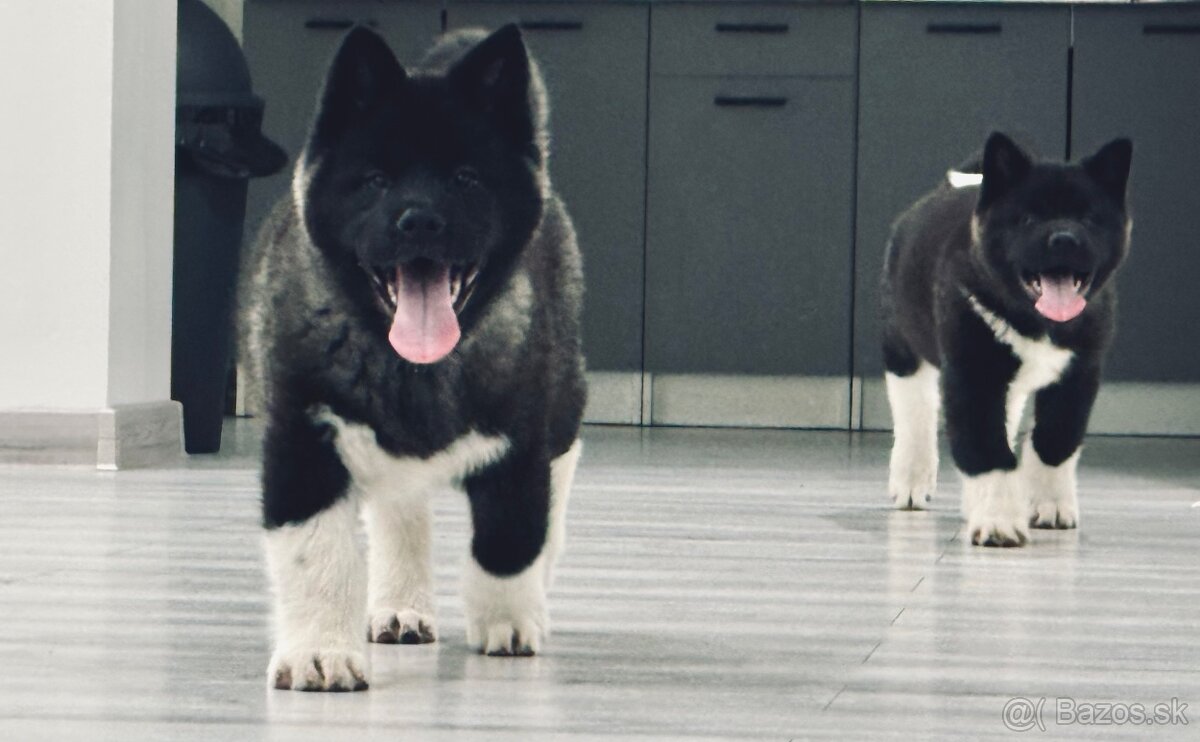 Šteniatka Americká Akita - 7