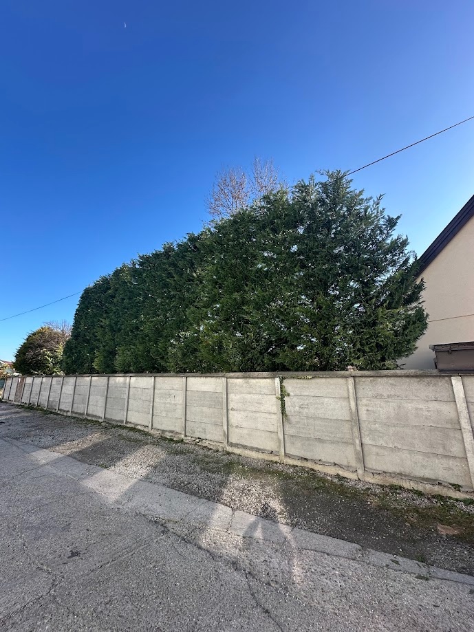 Arboristika, výrub a orez stromov - 7