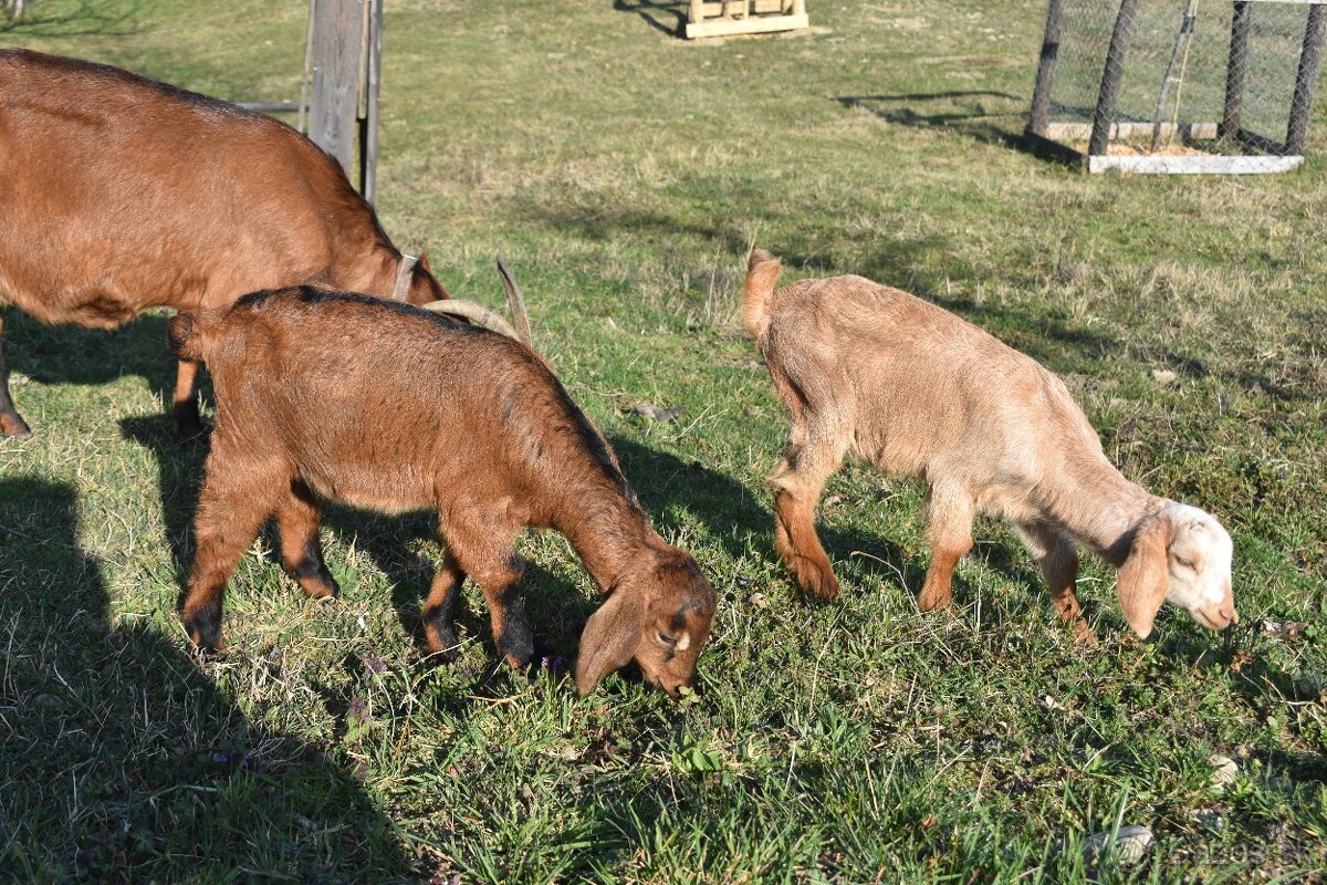 Predam Anglonubijske kozliatka - 7