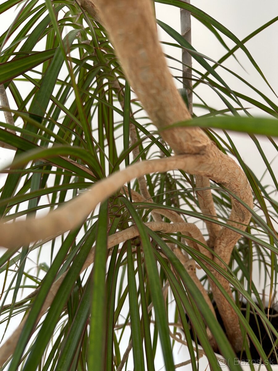 Predám č.10 Dracaenu marginatu 2metrovú za 50eur - 7