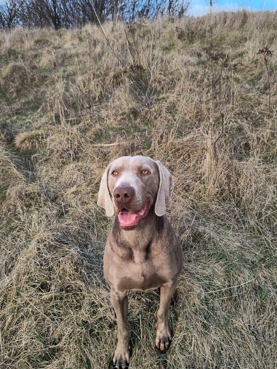 Weimarský stavač - 7