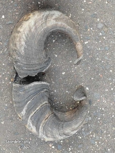 Trofeje, rohy 25-70cm - 7